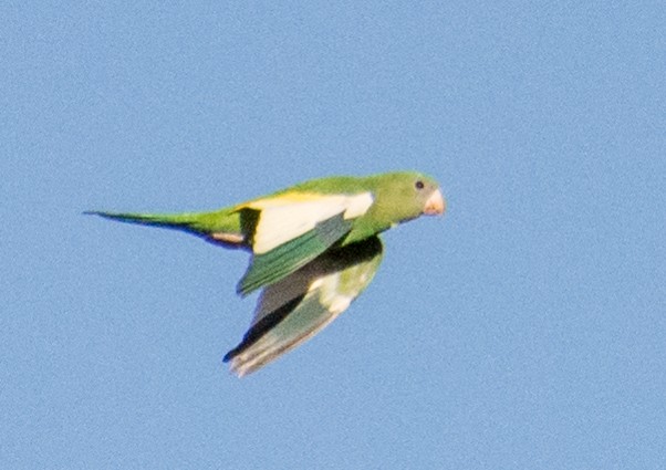 White-winged Parakeet - Kim Moore