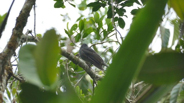 Chestnut-capped Piha - ML240875121