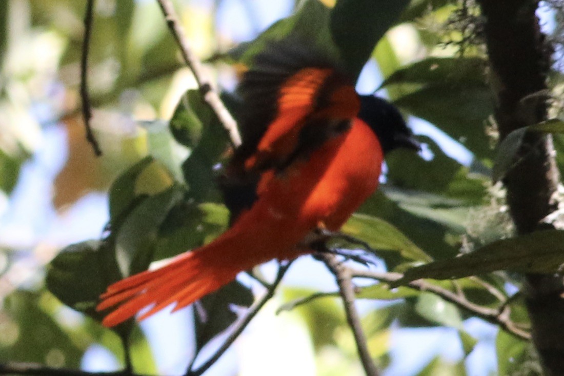 Minivet écarlate - ML240876741