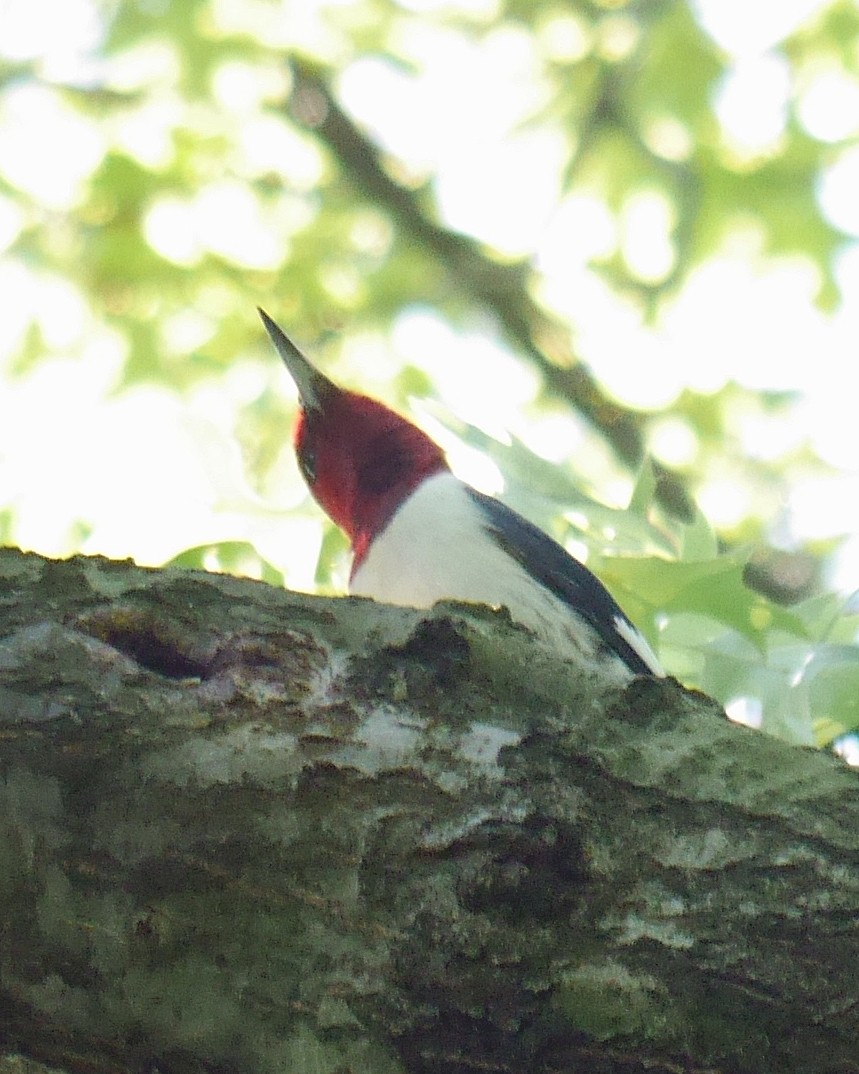 Pic à tête rouge - ML240876801