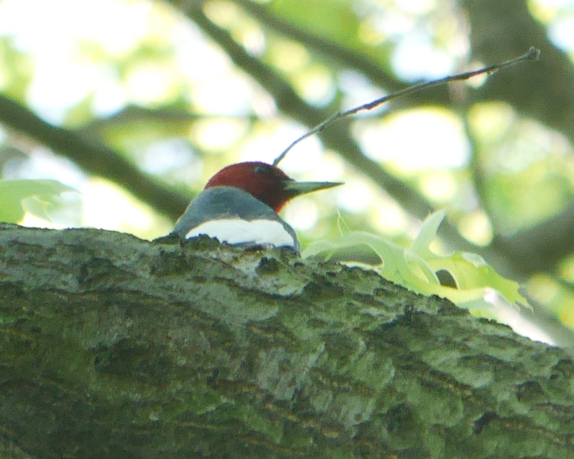 Red-headed Woodpecker - ML240876841