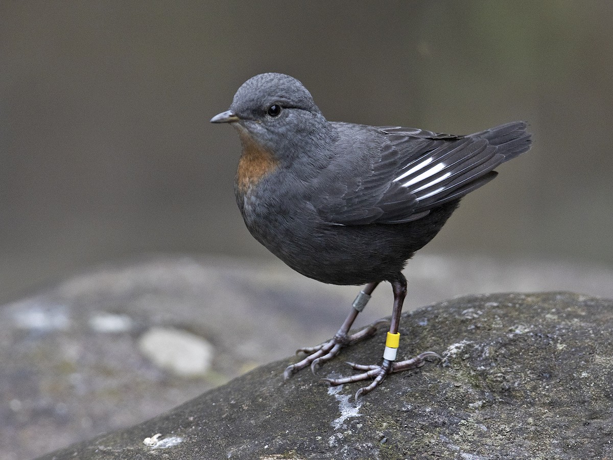Rufous-throated Dipper - Sam Woods/Tropical Birding Tours
