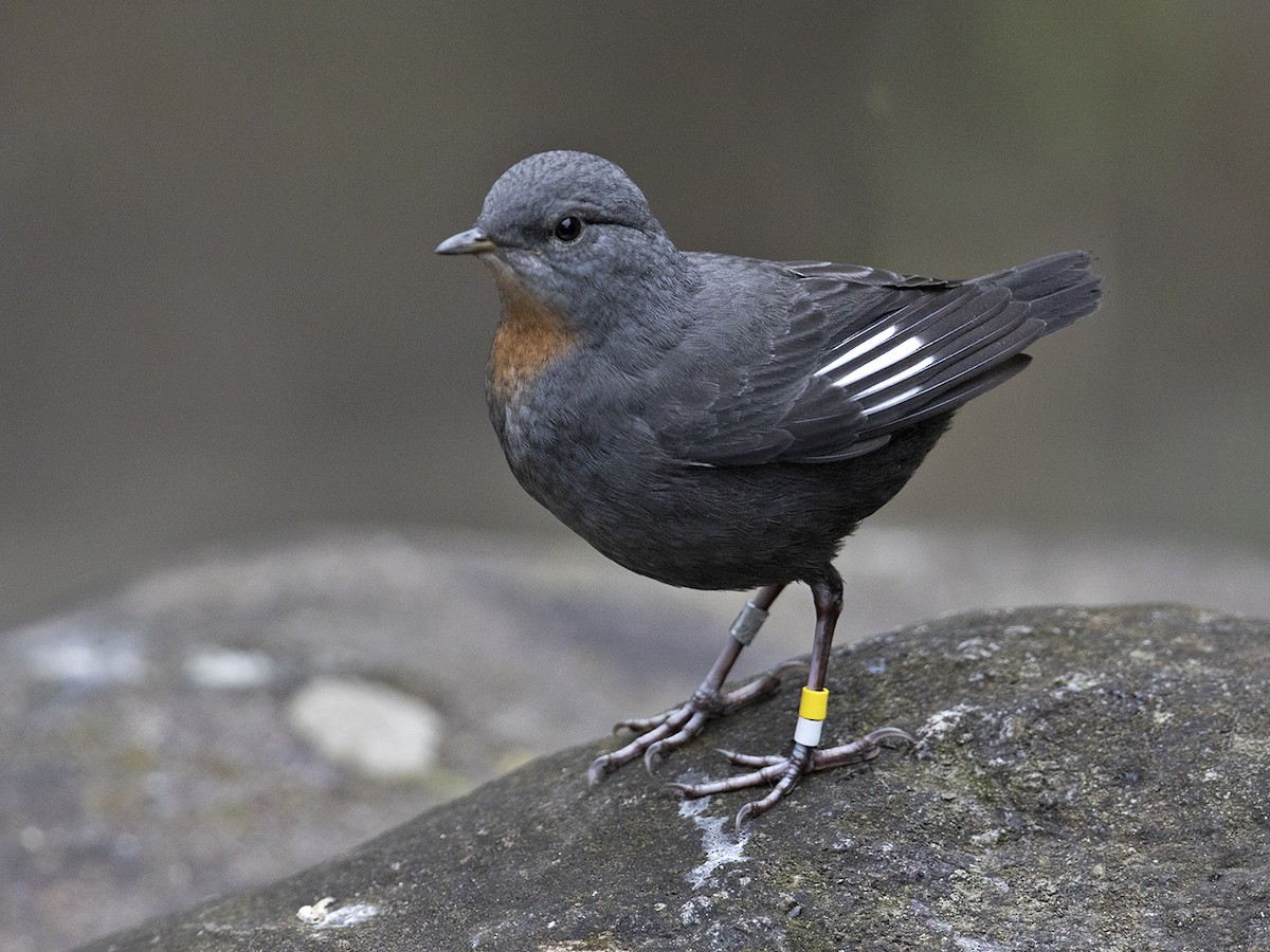 Rufous-throated Dipper - ML240877001