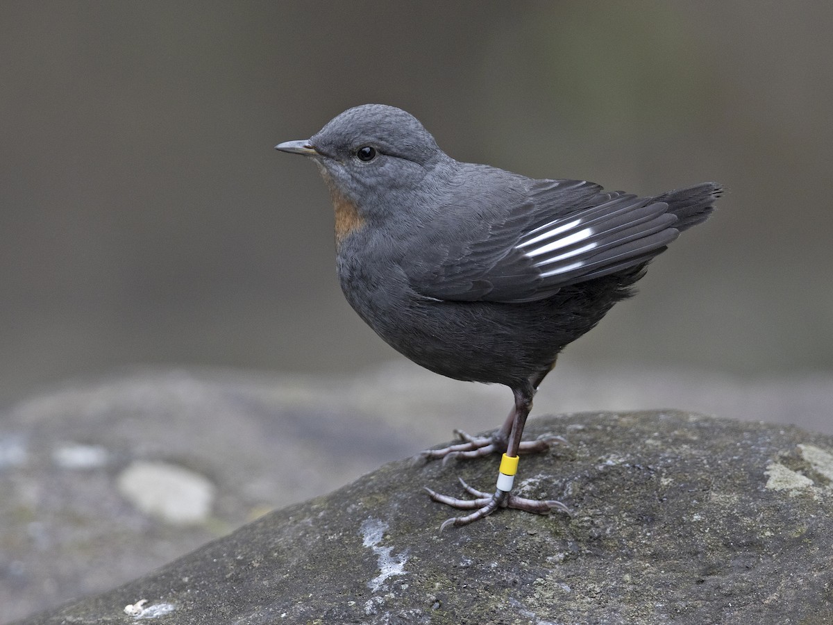 Rufous-throated Dipper - ML240877011