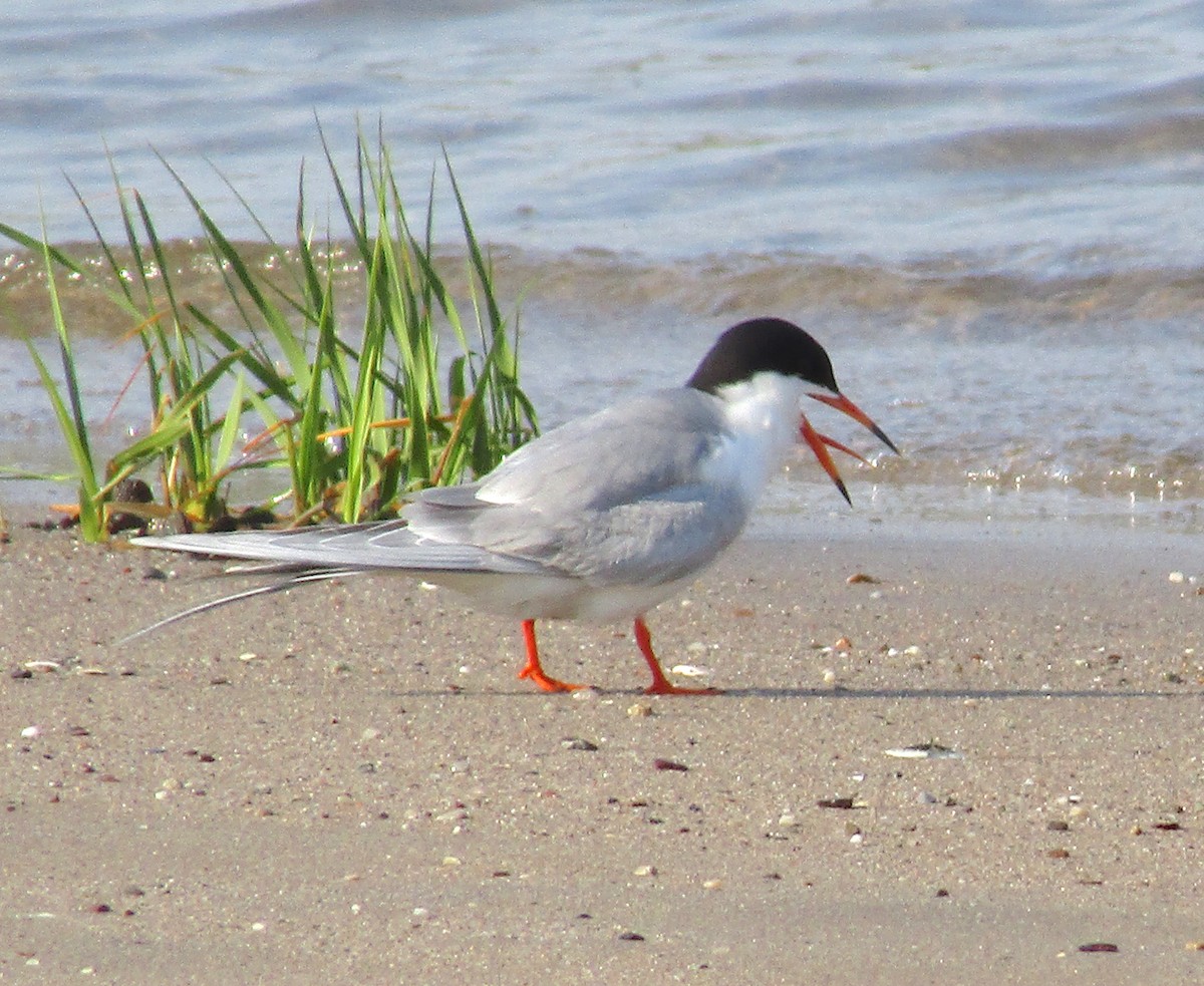 Forster's Tern - ML240877081