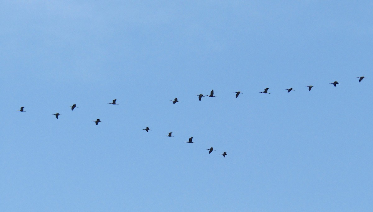 Glossy Ibis - Ryan Serio