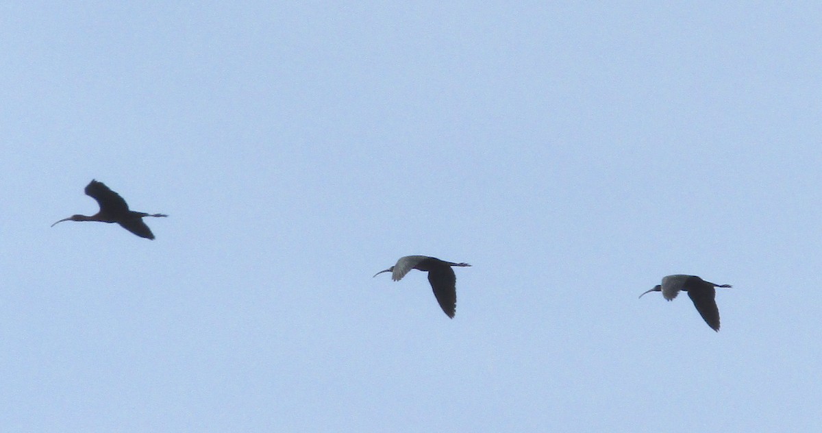 Glossy Ibis - ML240877201