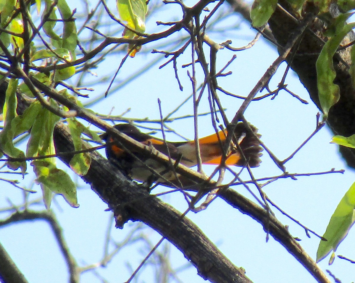 American Redstart - ML240877591