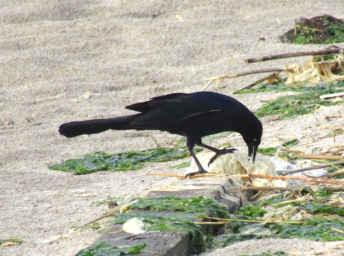 Boat-tailed Grackle - ML240877701