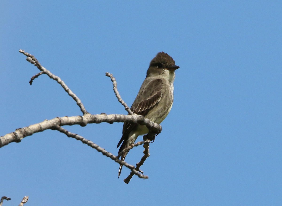 Olive-sided Flycatcher - ML240878681