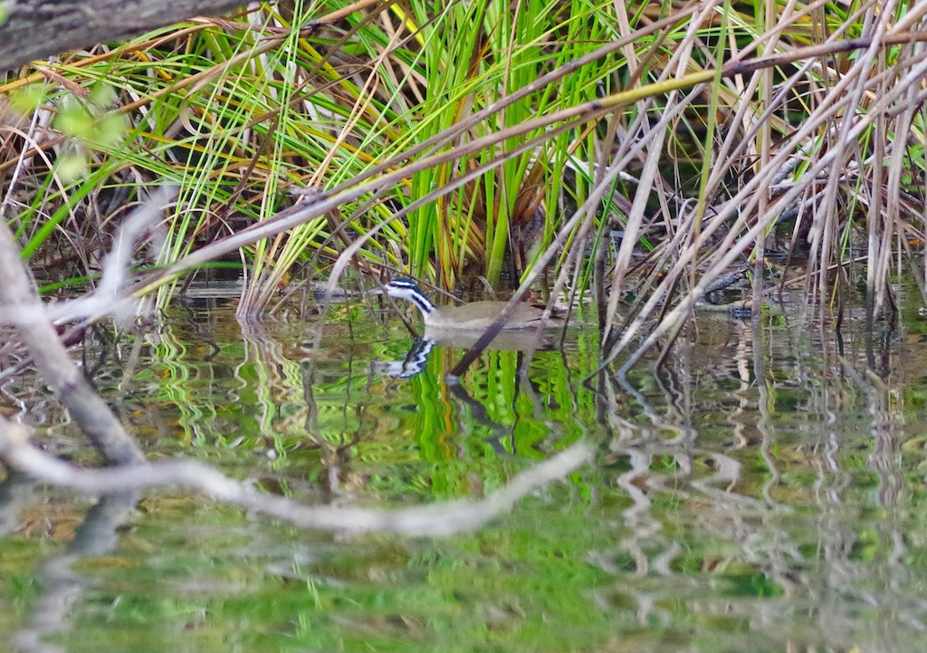 Sungrebe - ML24087901