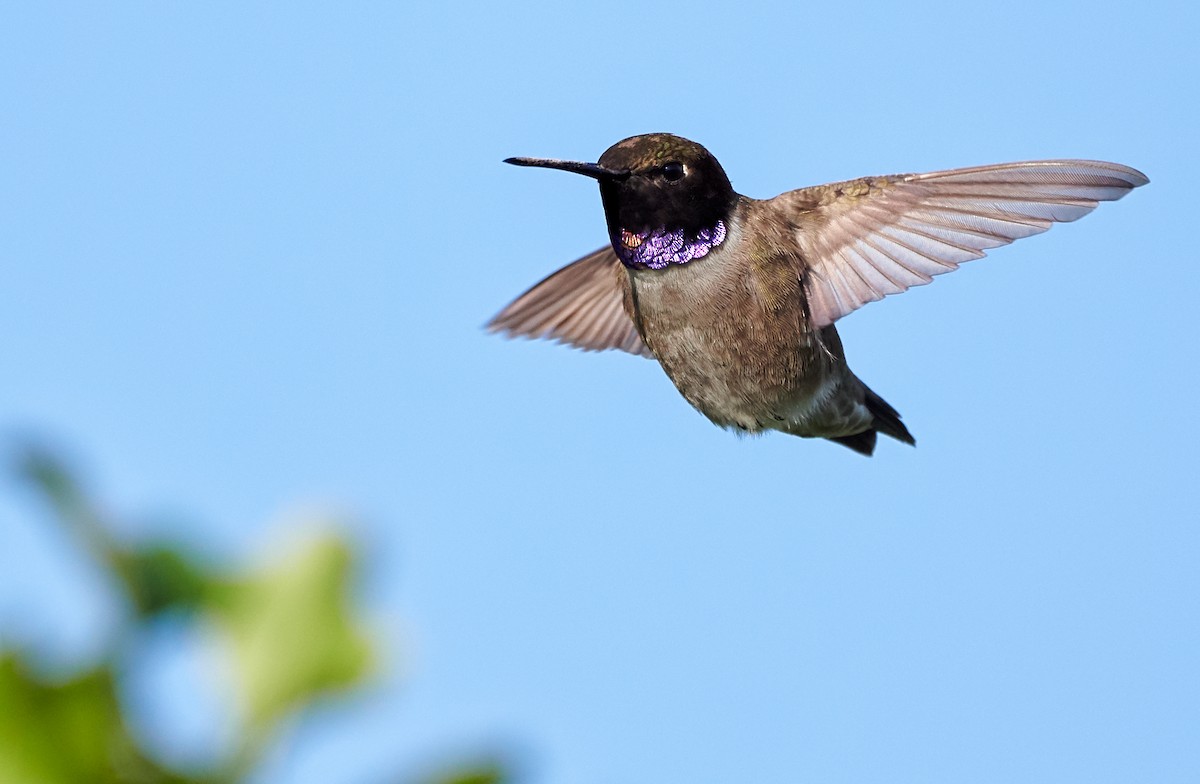 Black-chinned Hummingbird - Chase Moxley