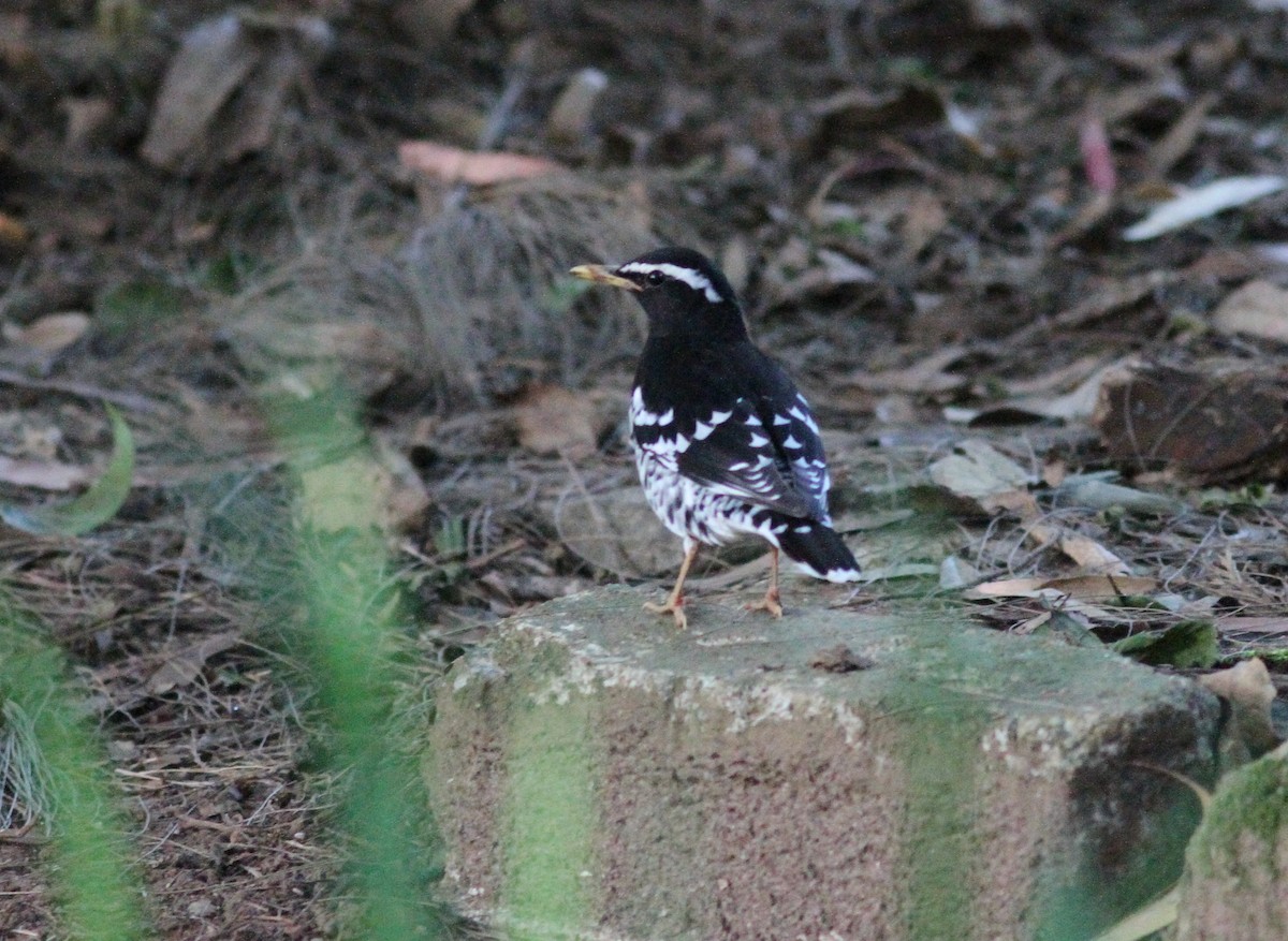 Pied Thrush - ML240880571