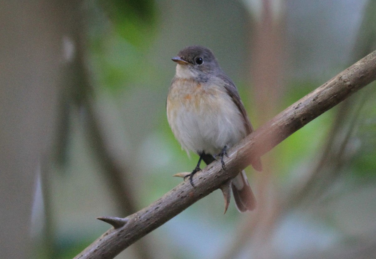 Kashmir Flycatcher - ML240880721