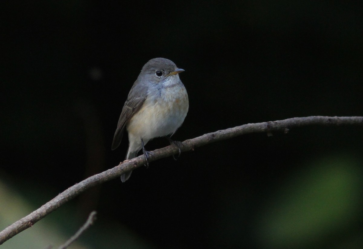 Kashmir Flycatcher - ML240880731