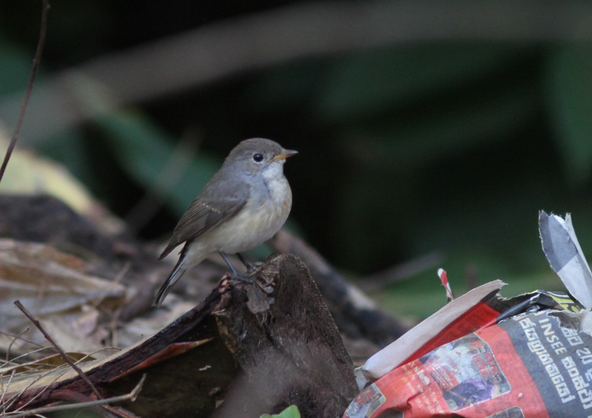 Kashmir Flycatcher - Stephan Lorenz