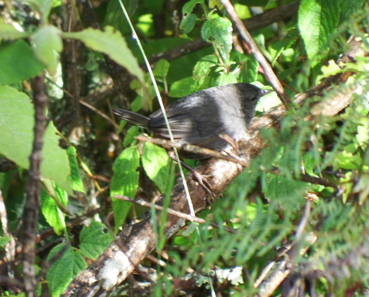 Brown-rumped Tapaculo - ML240880991