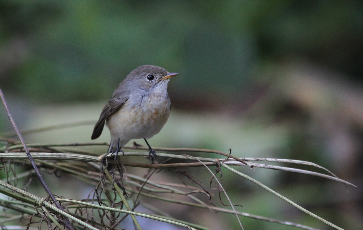 Kashmir Flycatcher - ML240881021