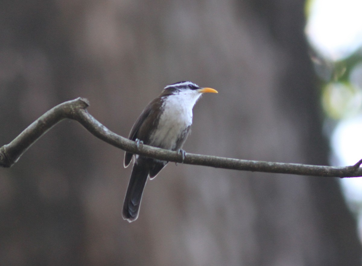 Sri Lanka Scimitar-Babbler - Stephan Lorenz