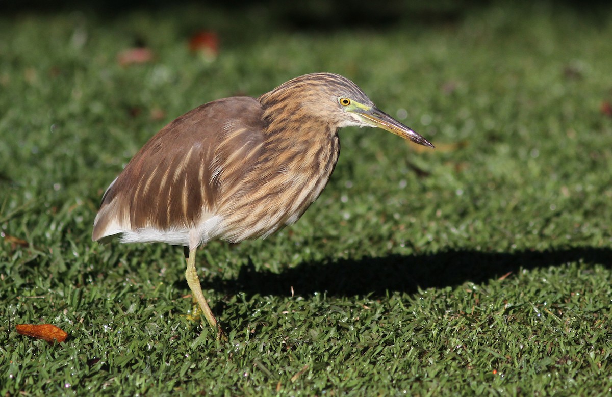 Indian Pond-Heron - Stephan Lorenz