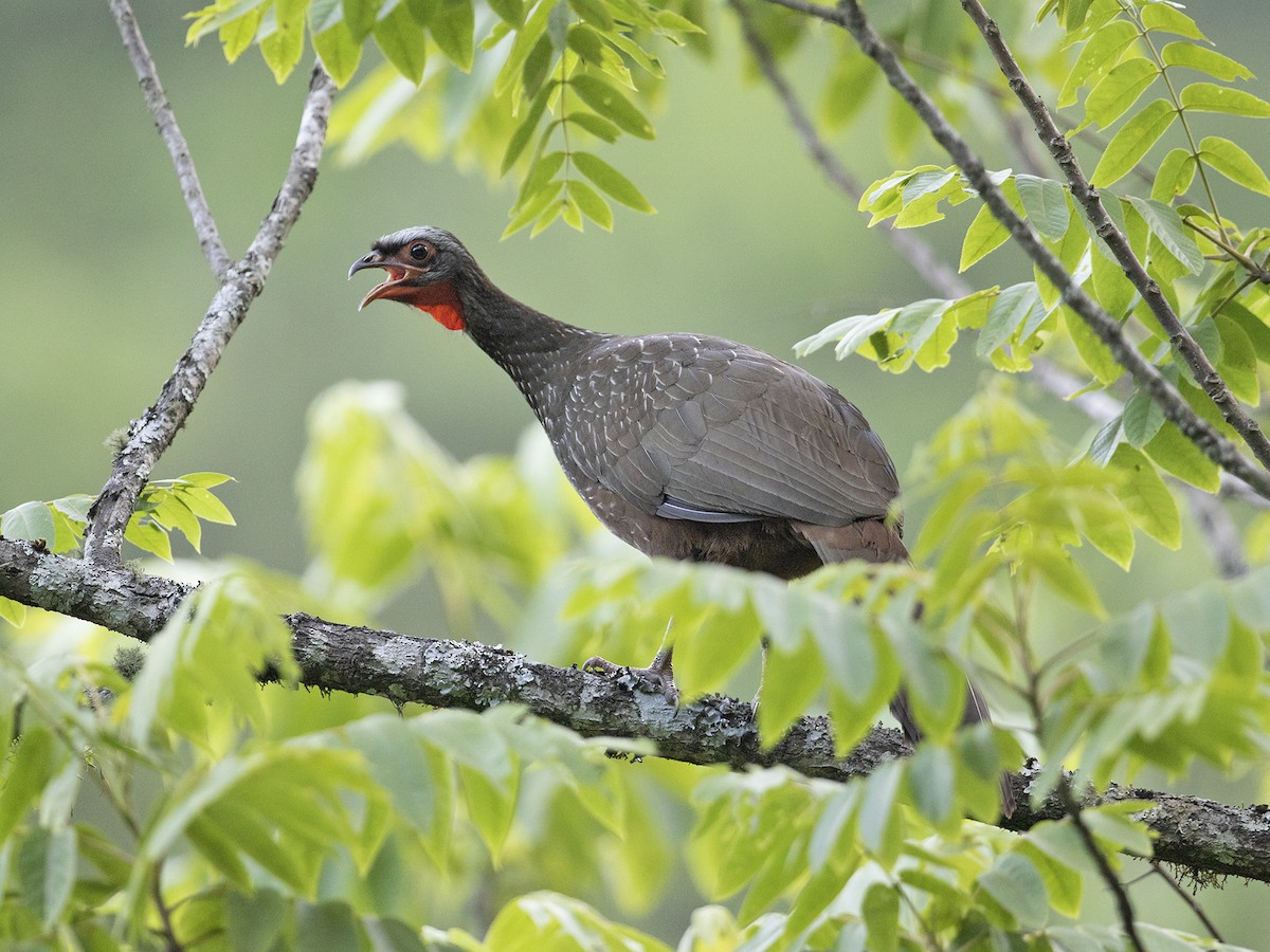 Red-faced Guan - ML240882541