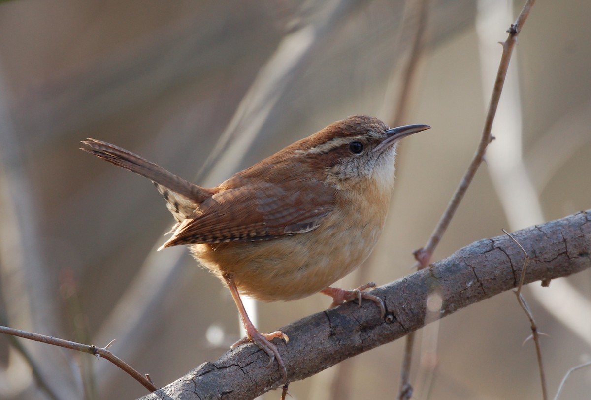 Carolina Wren - ML24088621