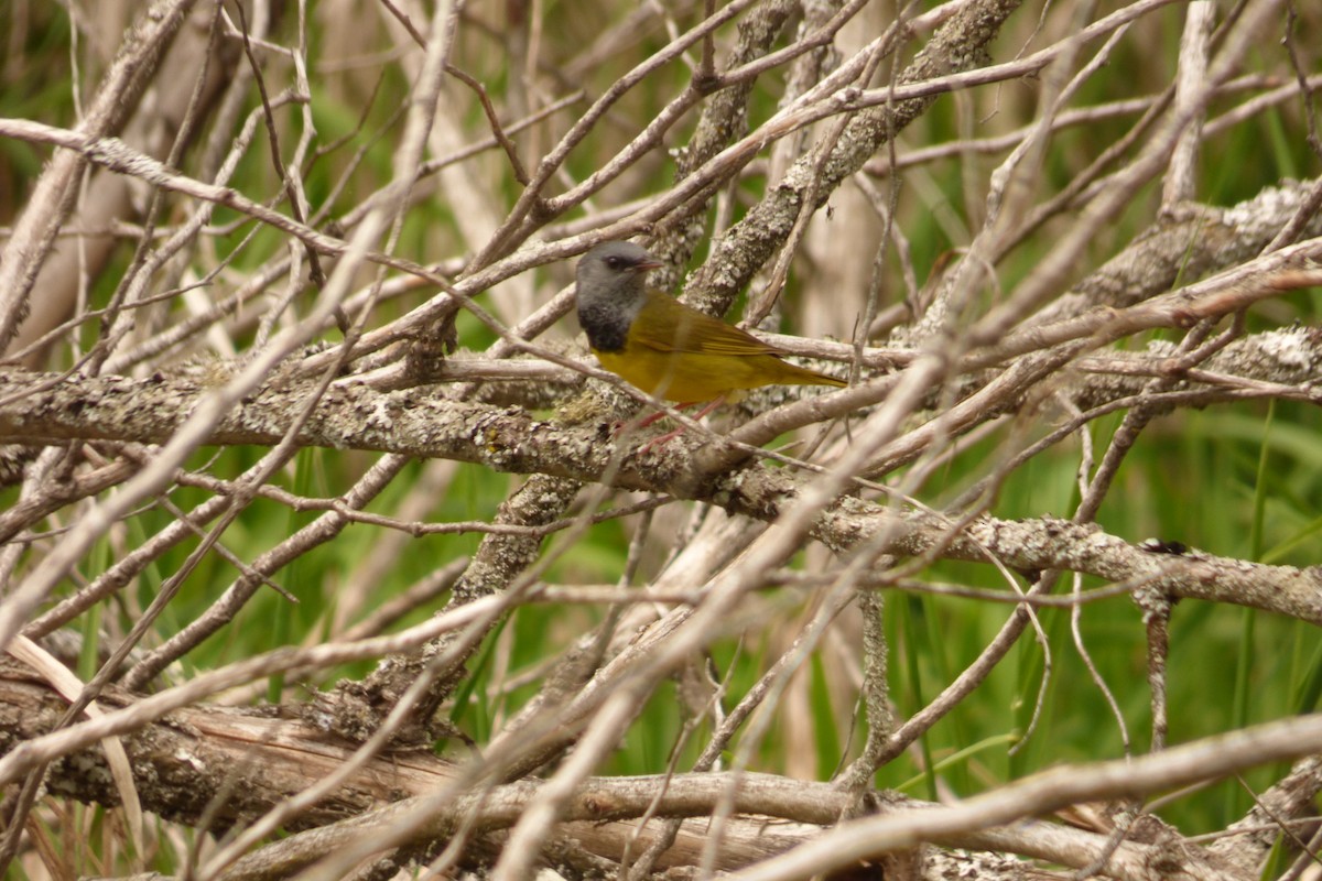 Mourning Warbler - ML240888271