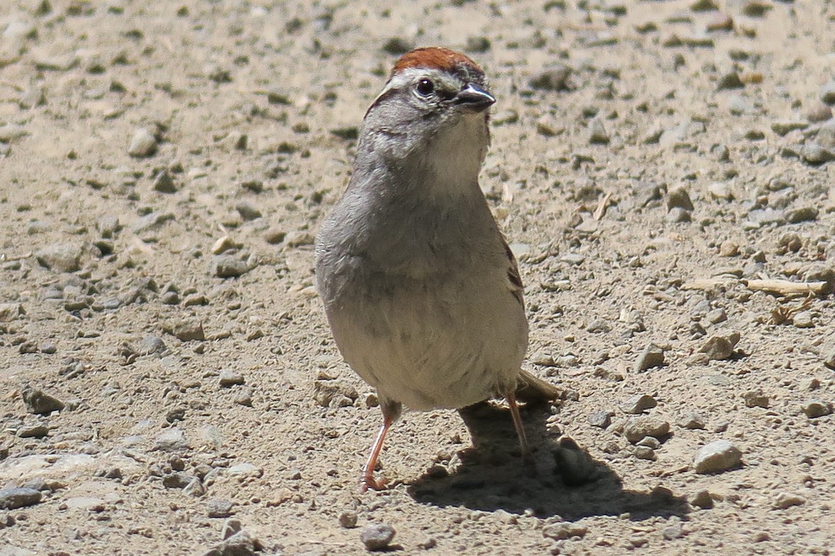 Chipping Sparrow - ML240888511