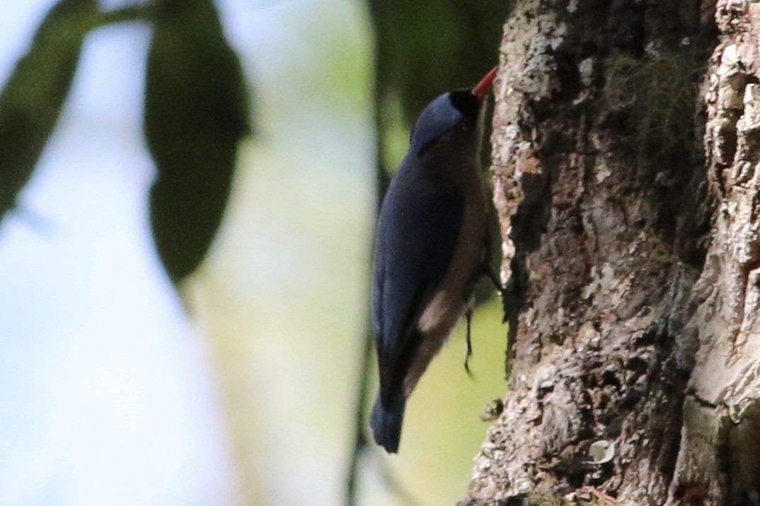 Velvet-fronted Nuthatch - John Diener