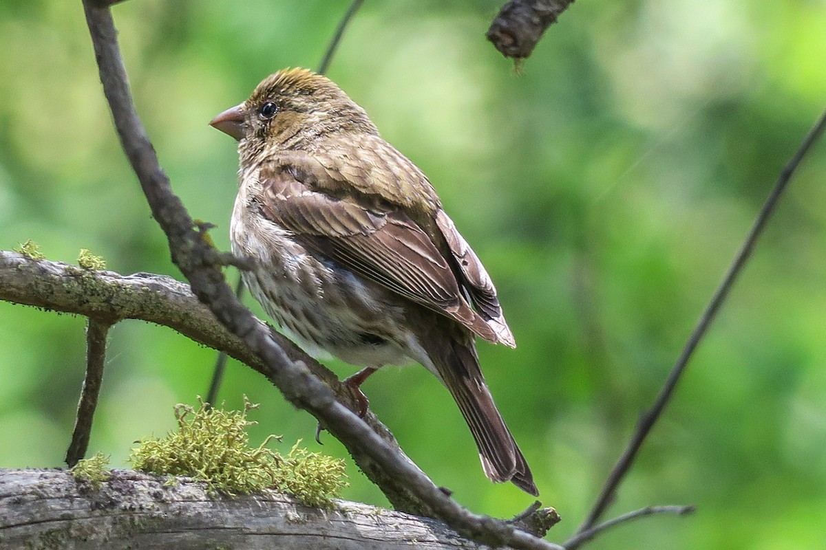 Purple Finch - ML240888641