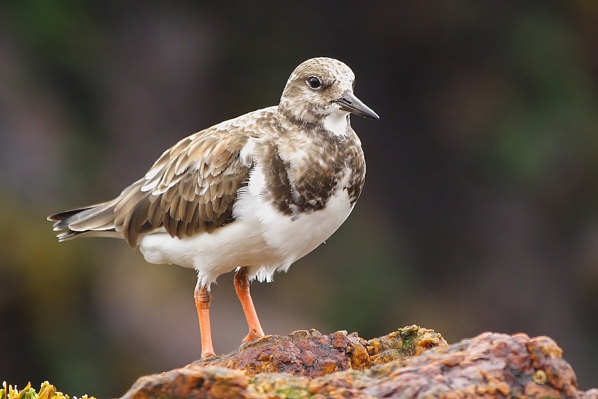 Ruddy Turnstone - Pablo Andrés Cáceres Contreras