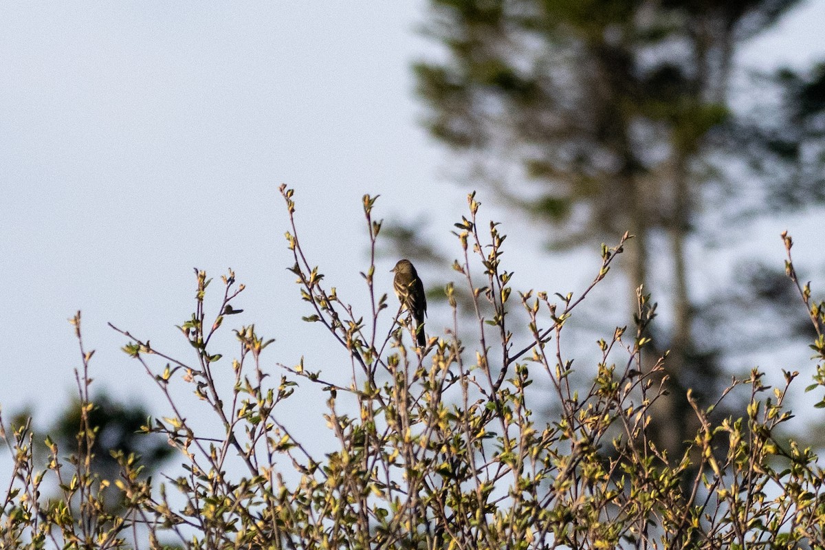 Alder Flycatcher - ML240889911