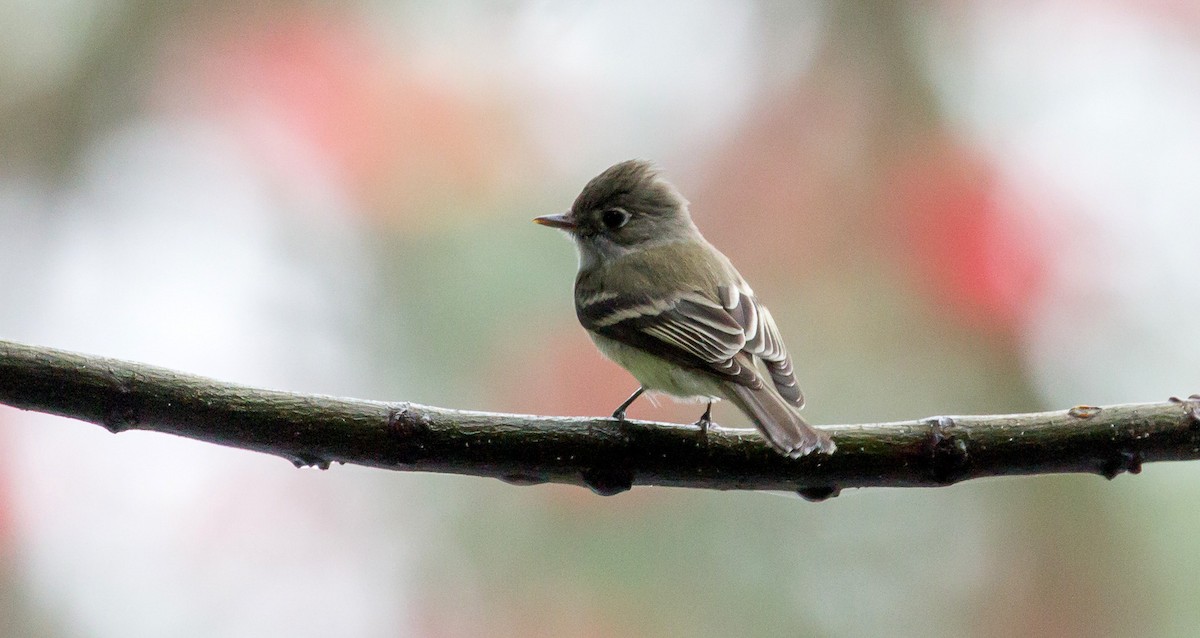 Least Flycatcher - ML240890571