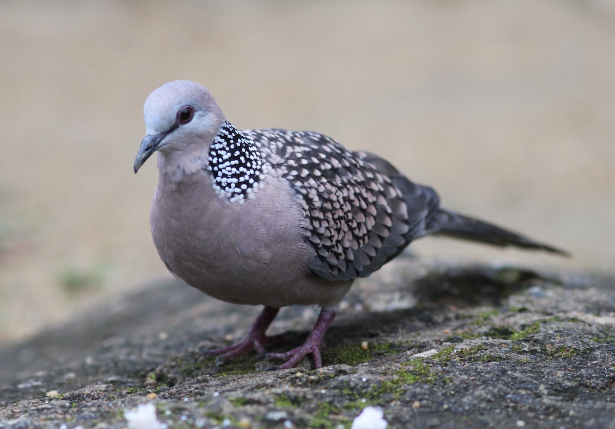 Spotted Dove - ML240891411