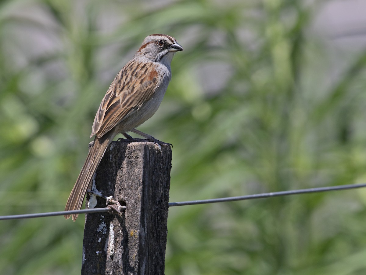 Yungas Sparrow - Sam Woods/Tropical Birding Tours