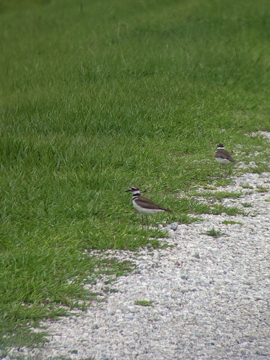 Killdeer - Jacob Ewert