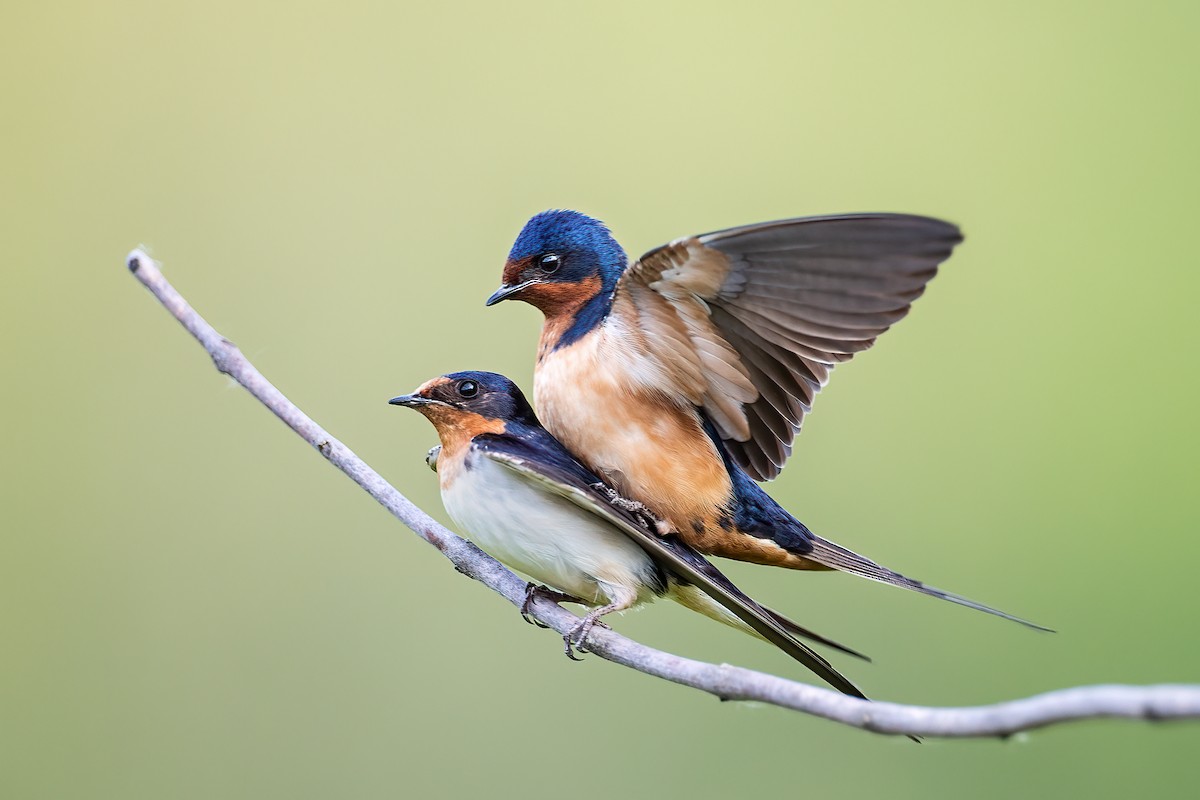 Barn Swallow - Ryan Sanderson