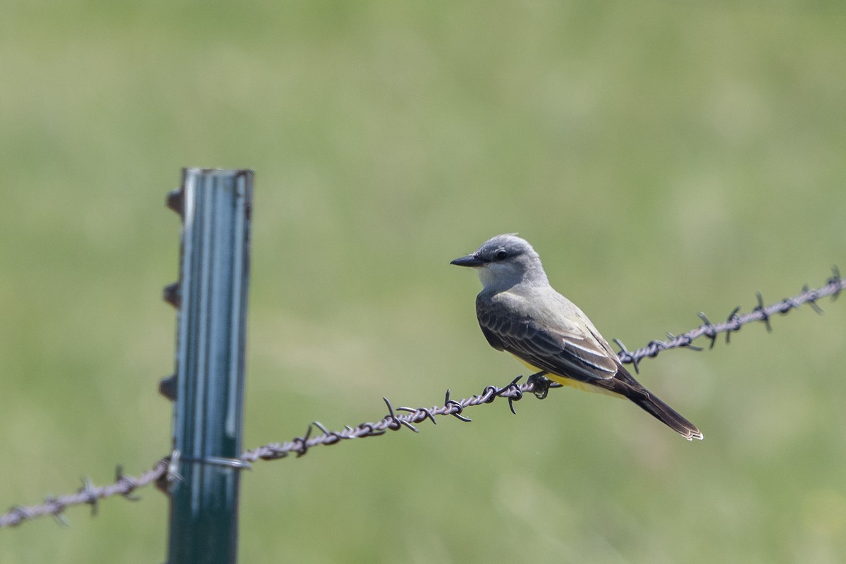 Western Kingbird - ML240895711