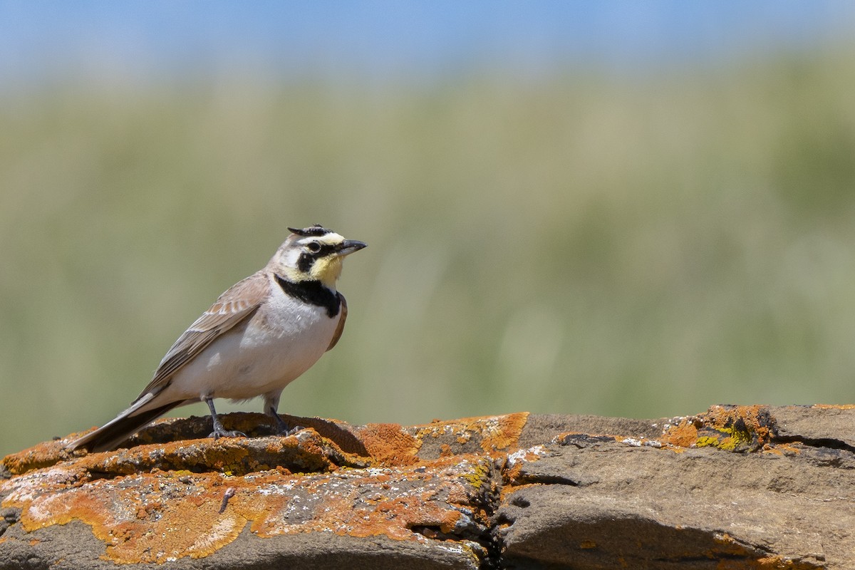 Horned Lark - ML240895771