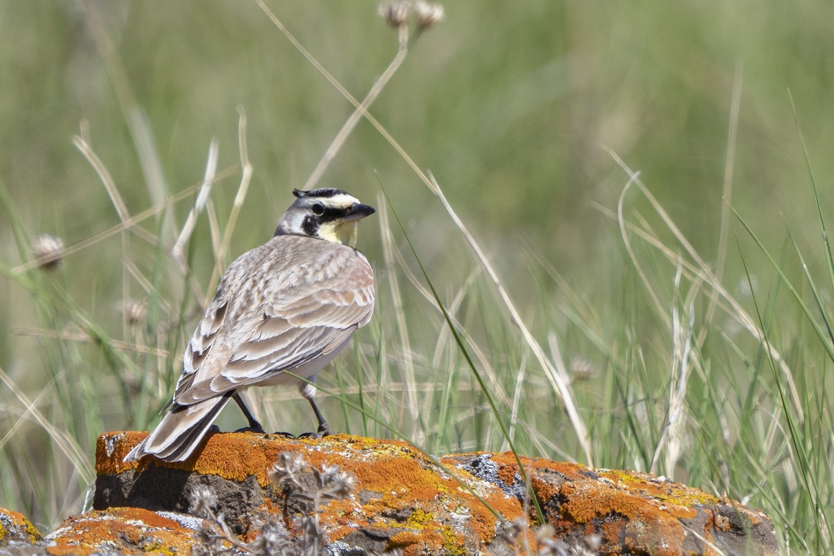 Horned Lark - ML240895781