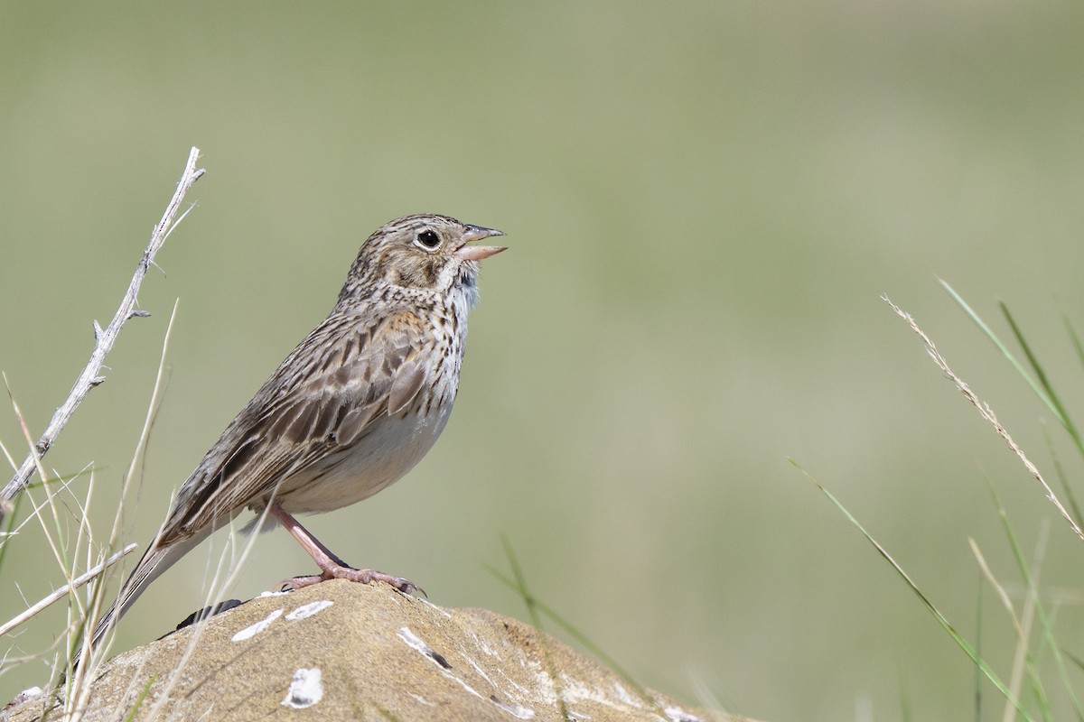 Vesper Sparrow - ML240895811