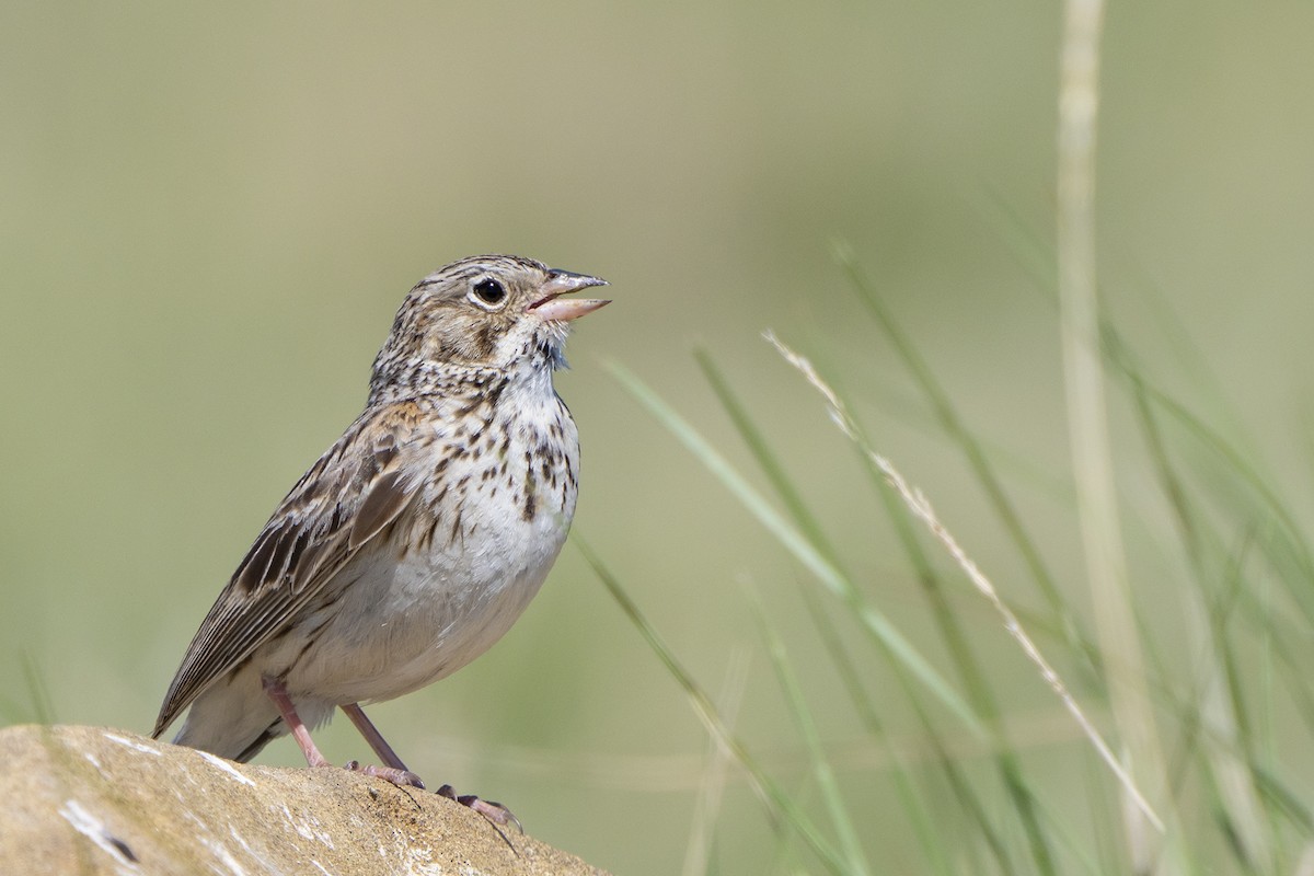 Vesper Sparrow - ML240895821