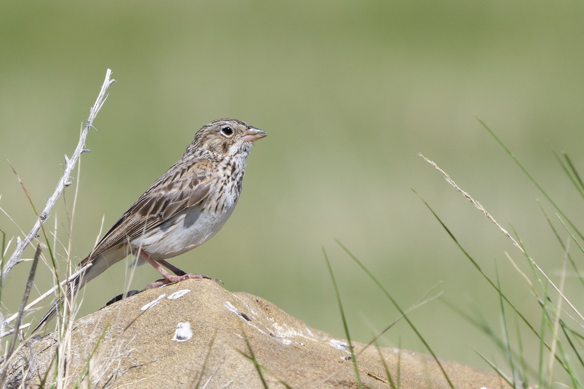 Vesper Sparrow - ML240895911