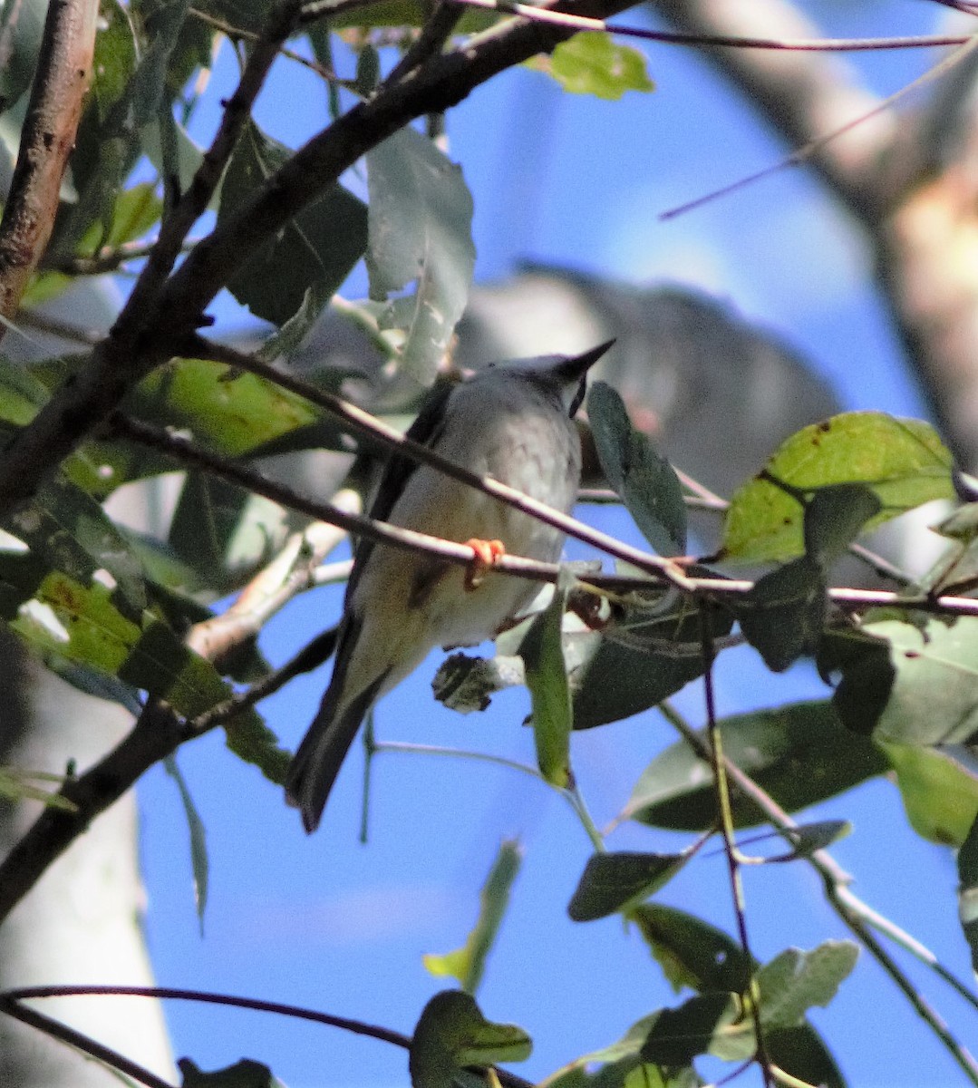 Black-chinned Honeyeater - ML240896661