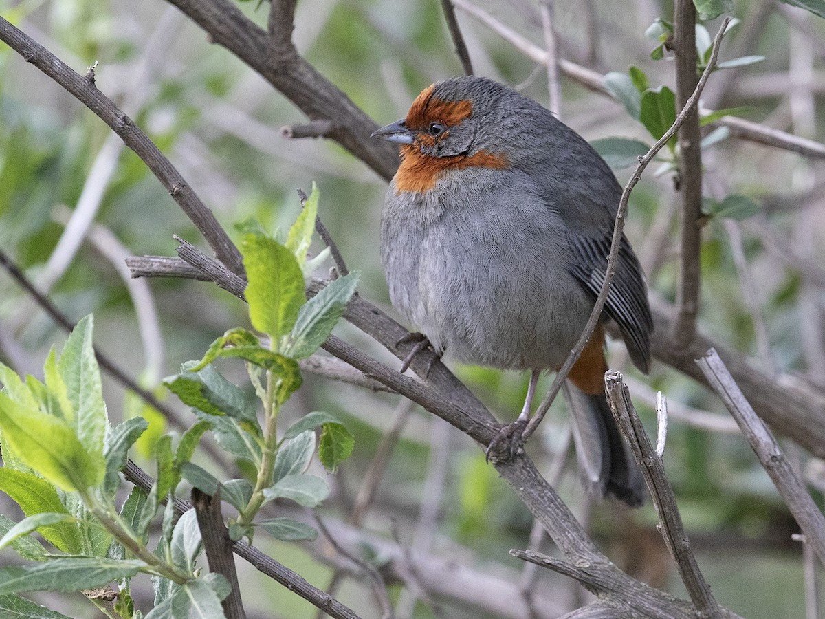 Tucuman Mountain Finch - ML240896741