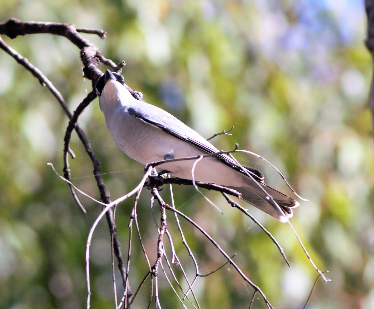 White-bellied Cuckooshrike - ML240896791