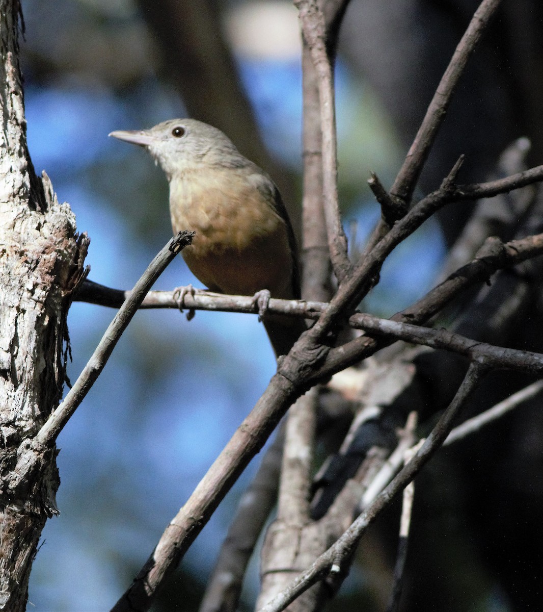 Rufous Shrikethrush - ML240896811