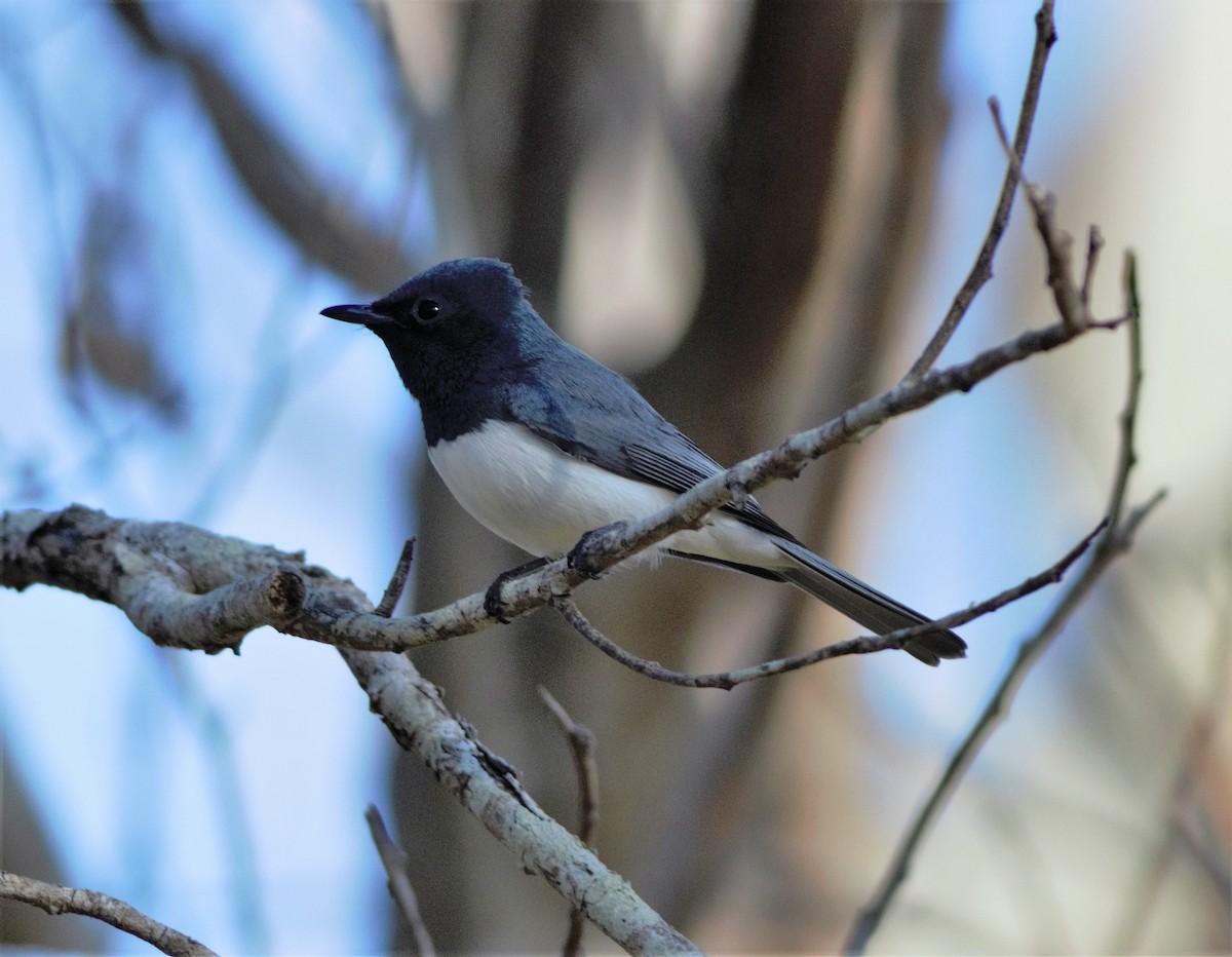 Leaden Flycatcher - ML240896851