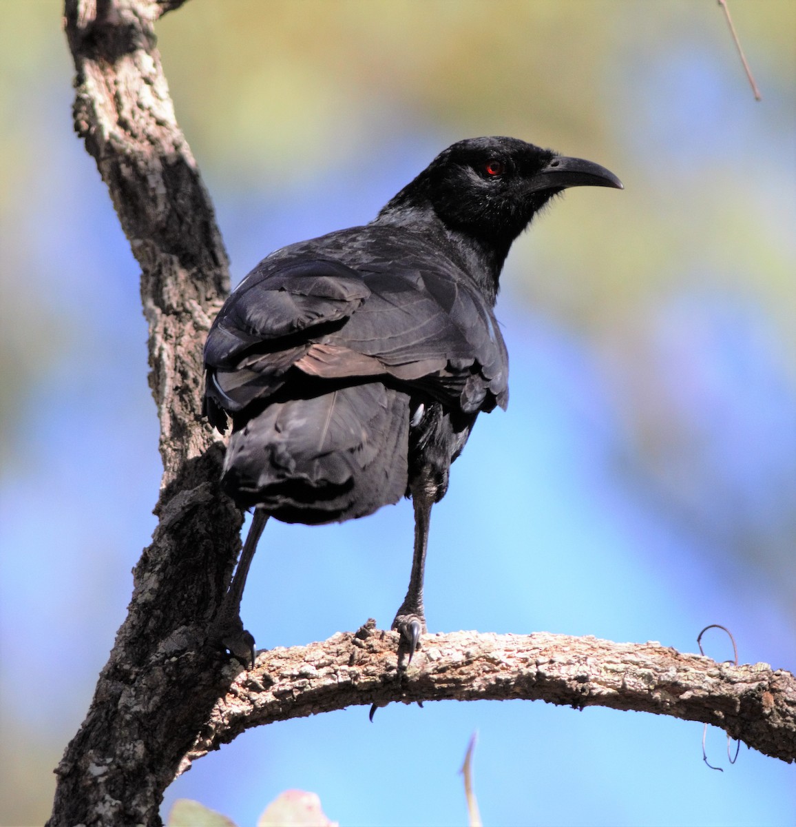 White-winged Chough - ML240896881