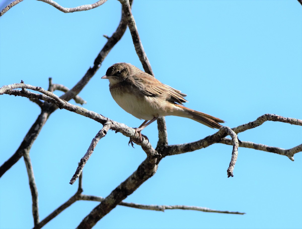 Rufous Songlark - Greg Roberts